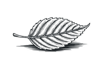Wall Mural - Hand Drawn Engraved Leaf. Vector hand drawn illustration