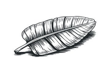 Wall Mural - Black and white sketch of a banana leaf. Vector hand drawn illustration