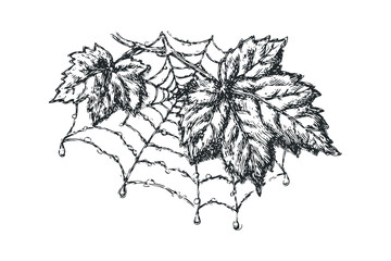 Wall Mural - Hand drawn spider web with dew drops and autumn leaves. Vector hand drawn illustration