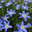 © Tim - Despite its name, Blue-eyed Grass isn’t grass at all—it’s a tiny wildflower from the iris family! Its star-shaped blooms often hide in plain sight across meadows.