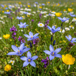 © Tim - Despite its name, Blue-eyed Grass isn’t grass at all—it’s a tiny wildflower from the iris family! Its star-shaped blooms often hide in plain sight across meadows.