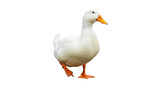 Isolated domestic pekin duck standing with orange webbed feet, natural daylight, waterfowl