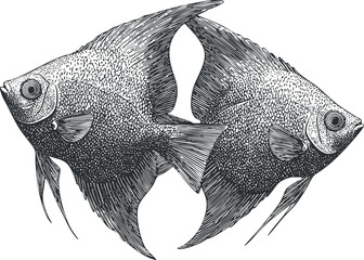 Wall Mural - A detailed black and white illustration of two fish swimming together in perfect harmony.
