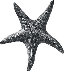 Wall Mural - Detailed illustration of a starfish showcasing its unique shape and texture in black and white.
