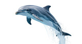 Isolated bottlenose dolphin jumping out of water with splash in air; marine life mammal