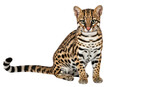 Isolated ocelot facing camera, portrait of exotic wild cat, beautiful animal in studio