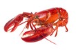 © Tayba - Boiled Whole Lobster Isolated on White Background Fresh Seafood Concept