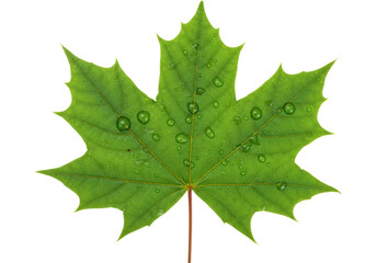 isolated green maple leaf with water droplets, vibrant flora, seasonal nature beauty element