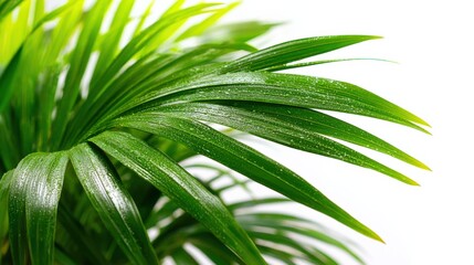 Wall Mural - Lush Green Palm Fronds Against White Backdrop, Conveying Tropical Freshness and Natural Beauty for Product Mockups