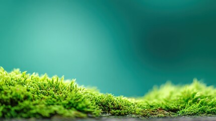 Wall Mural - Lush Green Moss Close-Up with Vibrant Teal Background, Ideal for Natural Beauty and Wellness Product Mockups