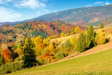 Wall Mural - autumn mountain landscape in the afternoon. beautiful countryside in highlands of ukraine with rural fields and colorful deciduous trees. rolling hills of transcarpathia in evening light