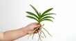 © RUMA - Child's hand holding green orchid plant with visible roots image