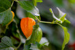 © Sarawut - Selective focus of red orange ripe fruit of Chinese lantern (Cape gooseberry) Physalis alkekengi a plant species of the genus Physalis, The plants in the subfamily Solanoideae of the family Solanaceae