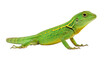 © Ari - Isolated green lizard with yellow stripes resting, standing still, looking to the right