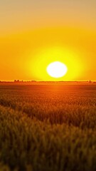Wall Mural - Timelapse shot featuring sunrise captured from a green field. Rural landscape.