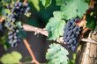 Saint-Émilion Wine Production in the Bordeaux Vineyard Region