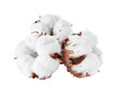 © Eggy - Cotton on Transparent background - White boll of Soft Cotton for Product Placement - Soft, Clean and Fresh Marketing Visuals - Cotton Flower Isolated
