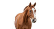 © Marigold - Isolated chestnut horse with blaze and braided mane, portrait of beautiful equine animal