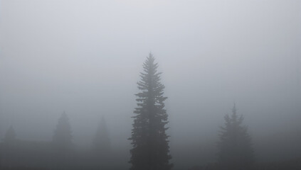 Naklejka na meble Mysterious Fog-Wrapped Pine Trees Echoing Nature's Calm