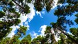© Armaya - Looking up at a vibrant forest canopy.  Sunny sky with fluffy clouds