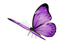 Isolated purple butterfly with black edges standing out to fly in spring on a light backdrop