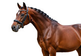 Isolated Dressage horse with bridle and braided mane posing for portrait, equine brown coat
