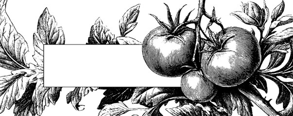 Wall Mural - Vintage botanical banner with tomato plants for label design