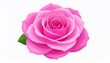 © dewi - Vibrant pink rose illustration isolated on white background for design and decor usage