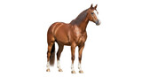 Isolated chestnut horse standing, facing right, with white markings on a solid surface