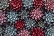 © The 2R Artificiality - Vibrant succulents in shades of purple, blue, red, and pink from above