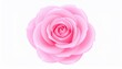 © dewi - Vibrant pink rose illustration isolated on a white background showing delicate petals