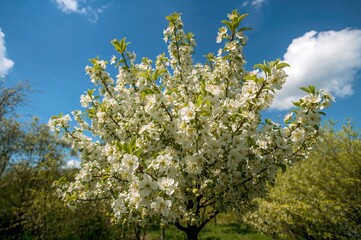 Wall Mural - Group of lovely white petals on a blooming dwarf cherry tree
