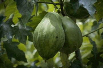Wall Mural - Garden papaya tree with ripe, delicious fruit