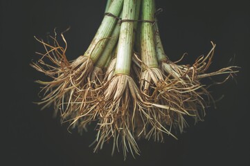 Wall Mural - Collected Eleutherine bulbosa bulbs, commonly known as dayak onion, utilized in traditional herbal remedies.
