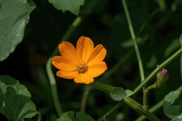 Wall Mural - Backyard adorned with a blooming pumpkin blossom