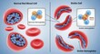 © Imagethen - Understanding Sickle Cell Disease and Normal Red Blood Cells