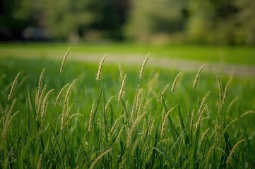 Wall Mural - Backyard wildflowers on natural grass with a clean background for text space. Softly focused nature scene including flowers, water, sky, and road in a summer landscape.