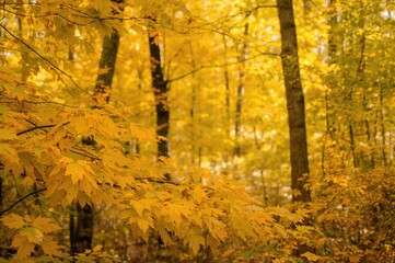 Wall Mural - Golden Fall Foliage Covering Forest Floor