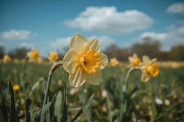 Wall Mural - Bright Yellow Daffodil Blooming in Early Spring