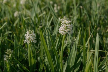 Wall Mural - Blooming Wild Garlic Blossoms Across a Meadow