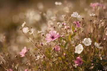 Wall Mural - Close-up of blooming wildflowers