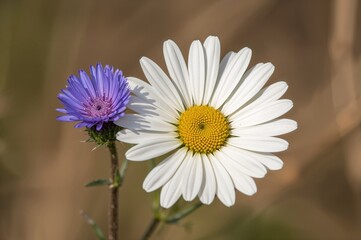 Wall Mural - Blooming white oxeye daisies alongside blue bachelor's button cornflowers