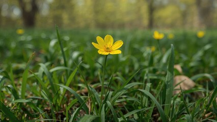 Wall Mural - A buttercup in full yellow bloom on a sunny glade amidst spring woods