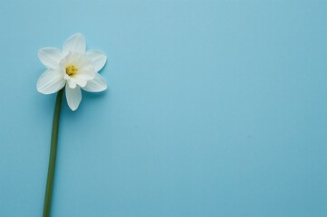 Wall Mural - White narcissus flower against a blue paper backdrop
