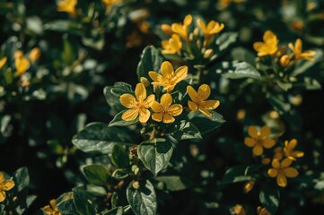 Wall Mural - Bright yellow blossoms amidst lush foliage