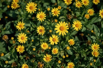 Wall Mural - Bright yellow blossoms resembling chamomile set against lush green foliage, capturing the essence of summer and nature's beauty
