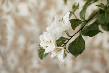Wall Mural - Ornamental white bougainvillea plant