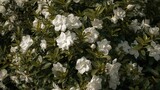 Lush white gardenia shrub blossoming fully