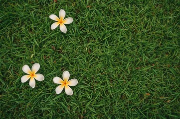 Wall Mural - delicate dried blooms resting softly on vibrant green blades of grass in a serene outdoor setting du