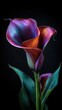 © Tutu - A vibrant, dramatic close-up captures a single calla lily, showcasing its deep purple and copper hues against a stark black backdrop.